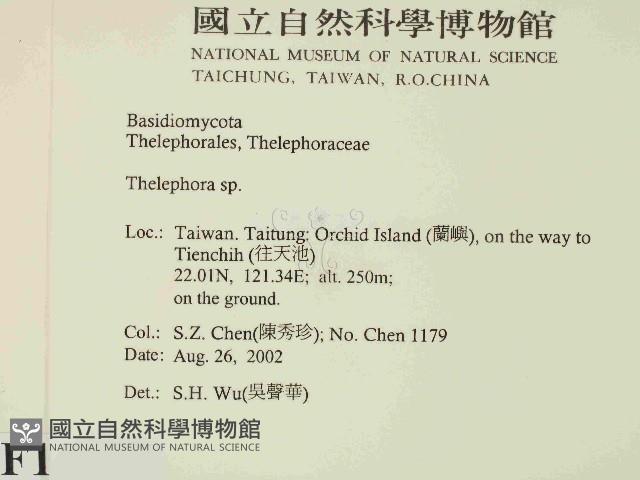 革菌屬藏品圖，第2張