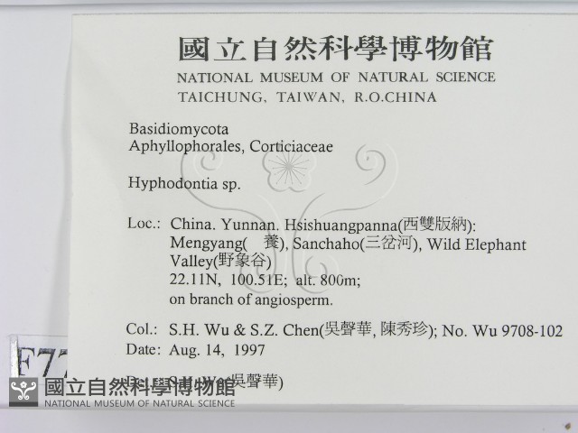 絲齒菌屬藏品圖，第2張