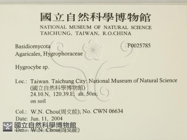 濕傘屬藏品圖，第2張