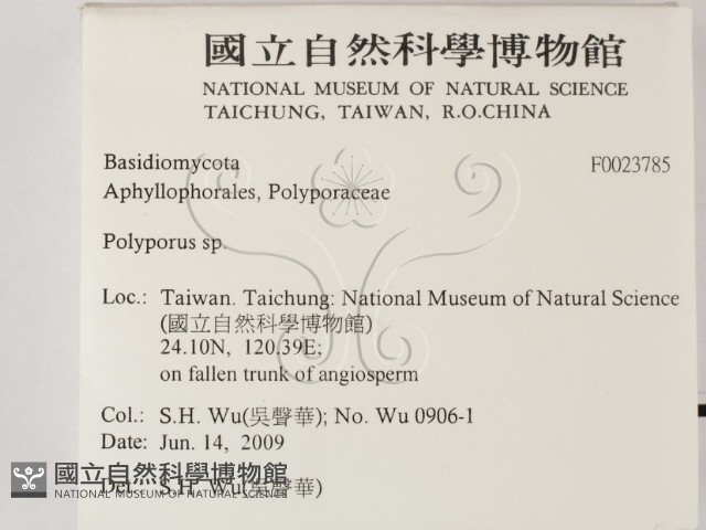 多孔菌屬藏品圖，第2張
