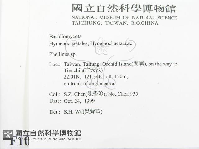 木層孔菌屬藏品圖，第2張