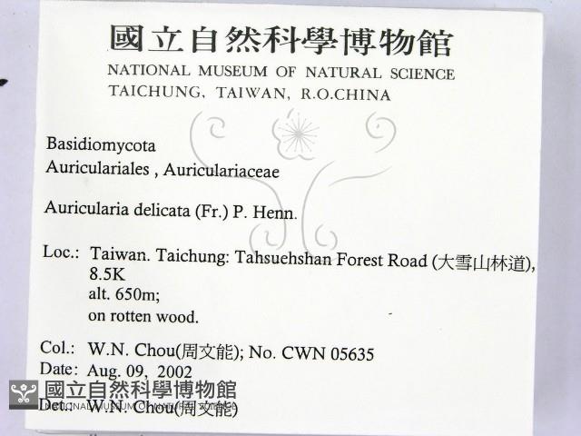 皺木耳藏品圖，第2張