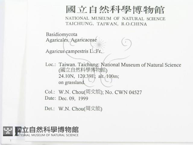 蘑菇藏品圖，第2張