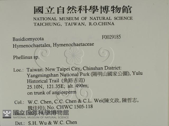 木層孔菌屬藏品圖，第2張