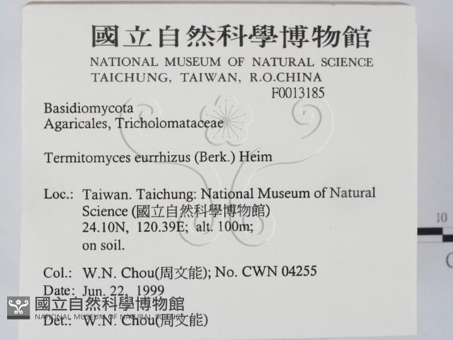 登錄號:F0013185藏品圖，第2張