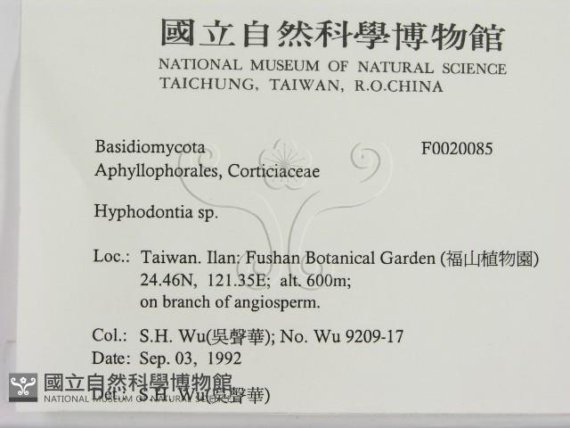 冇骨消絲齒菌藏品圖，第2張