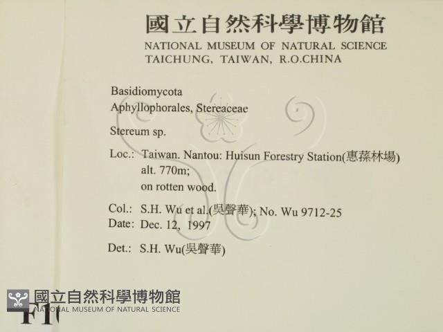 韌革菌屬藏品圖，第2張