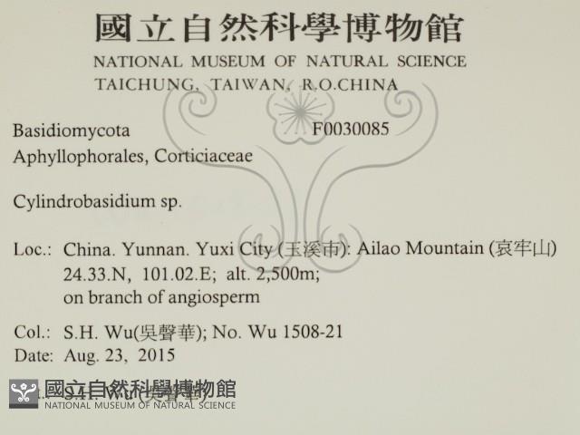 柱擔菌屬藏品圖，第2張