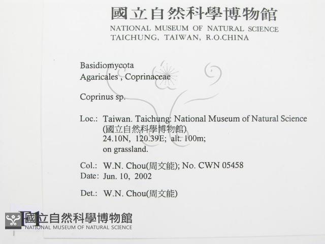 鬼傘屬藏品圖，第2張