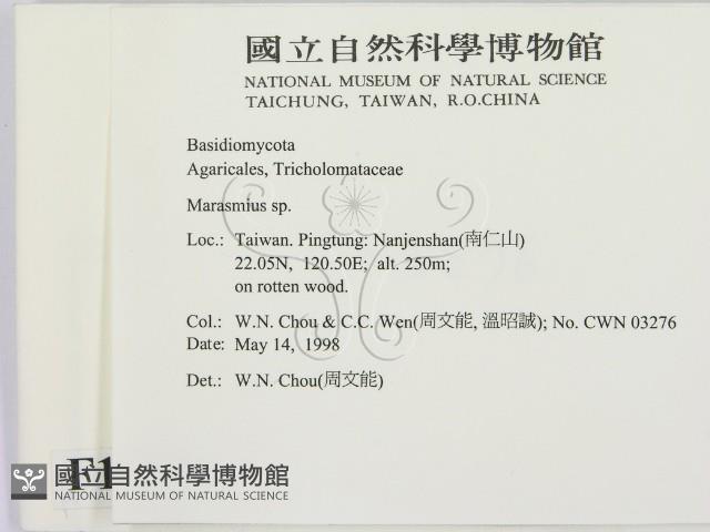 小皮傘屬藏品圖，第2張