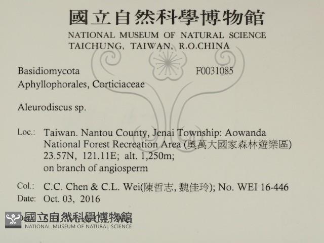 盤革菌屬藏品圖，第2張