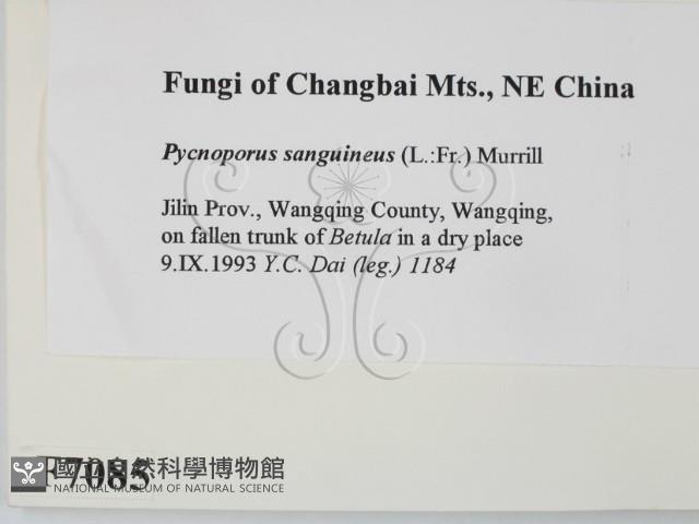 血紅密孔菌藏品圖，第2張