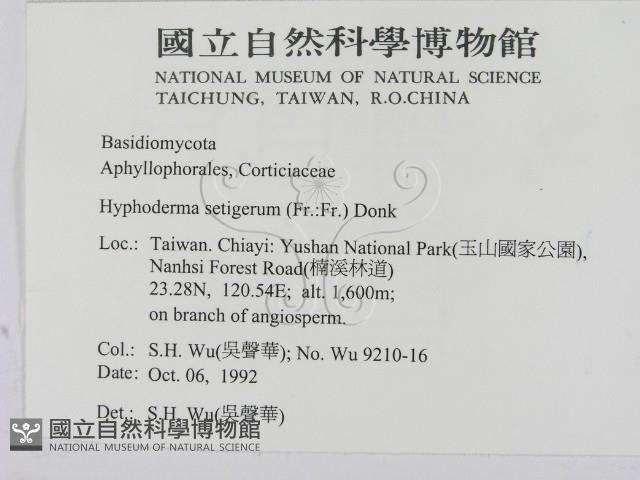 剛毛絲皮菌藏品圖，第2張