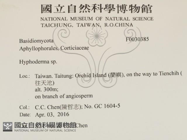 絲皮菌屬藏品圖，第2張