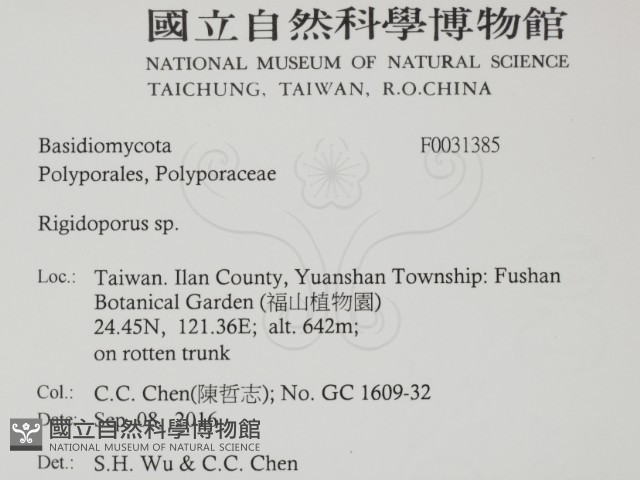硬孔菌屬藏品圖，第2張