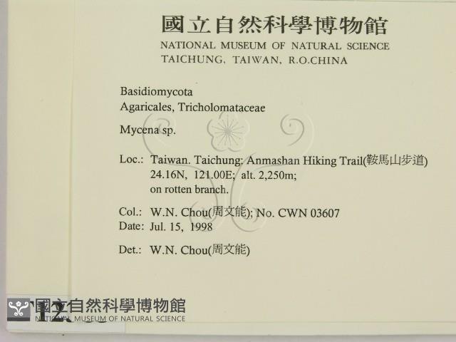 小菇屬藏品圖，第2張