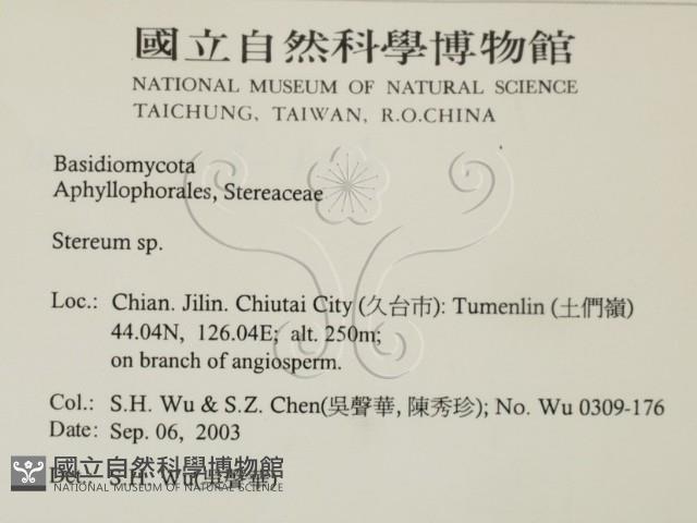韌革菌屬藏品圖，第2張