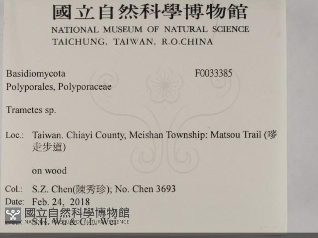 栓菌屬藏品圖，第2張