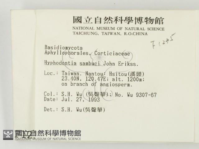 冇骨消絲齒菌藏品圖，第2張