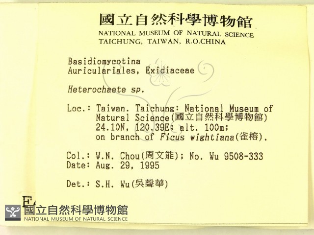 刺皮菌屬藏品圖，第2張