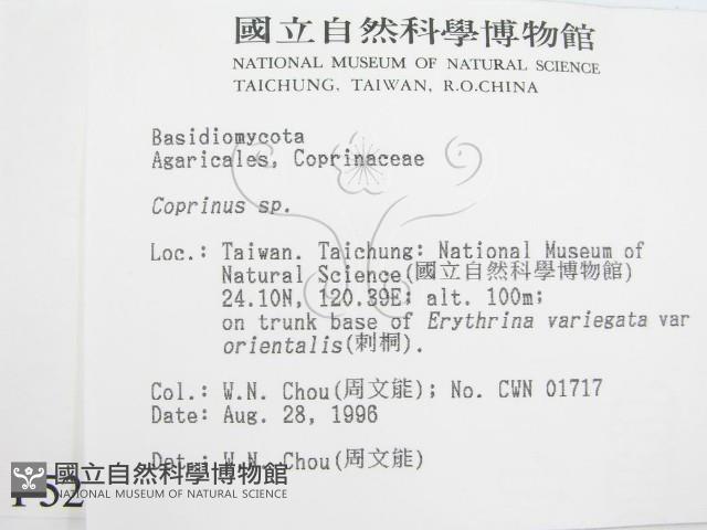 鬼傘屬藏品圖，第2張