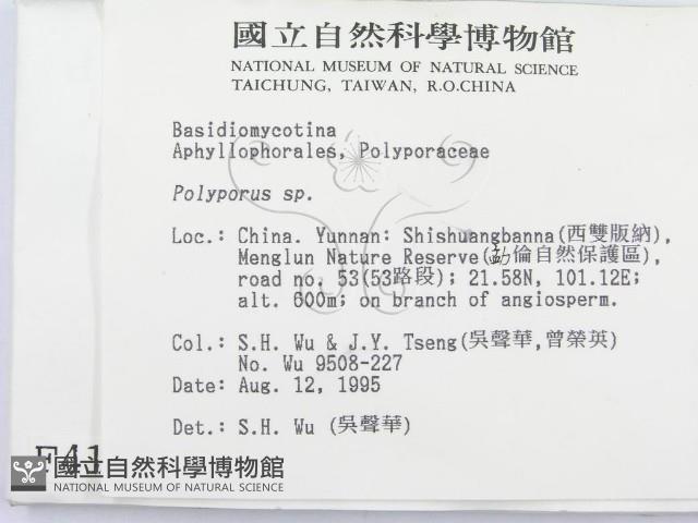 多孔菌屬藏品圖，第2張