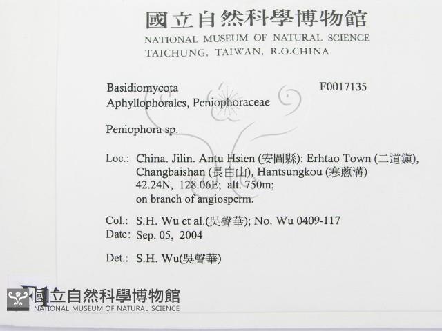 筍殼菌屬藏品圖，第2張