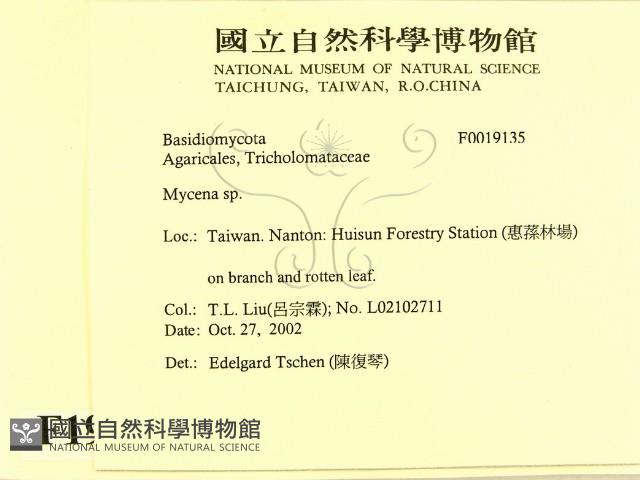 小菇屬藏品圖，第2張