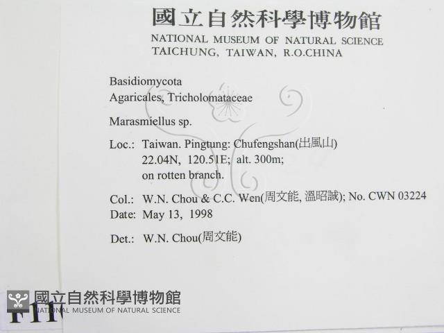 微皮傘屬藏品圖，第2張