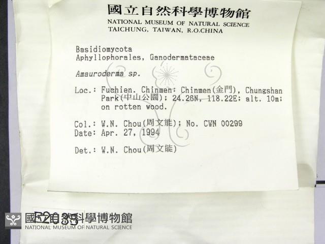 假芝屬藏品圖，第2張