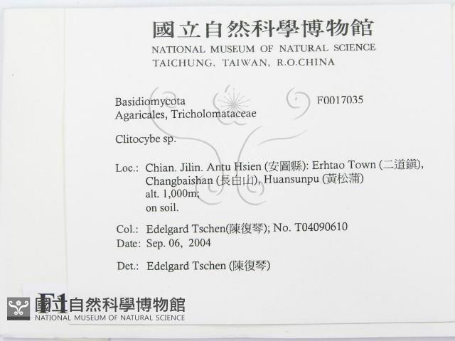 杯傘屬藏品圖，第2張