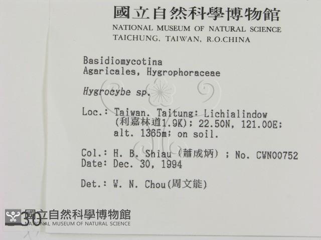 濕傘屬藏品圖，第2張