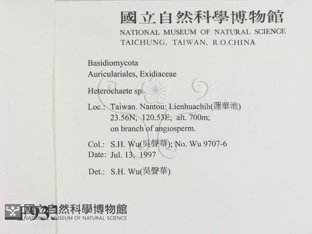 刺皮菌屬藏品圖，第2張