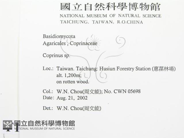 鬼傘屬藏品圖，第2張