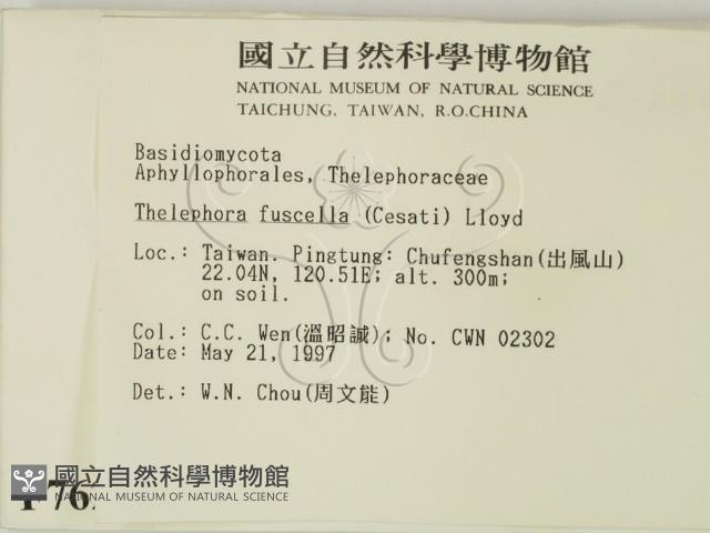 棕色革菌藏品圖，第2張