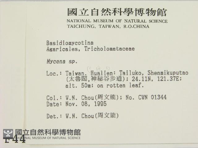 小菇屬藏品圖，第2張