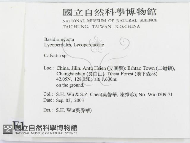 禿馬勃屬藏品圖，第2張