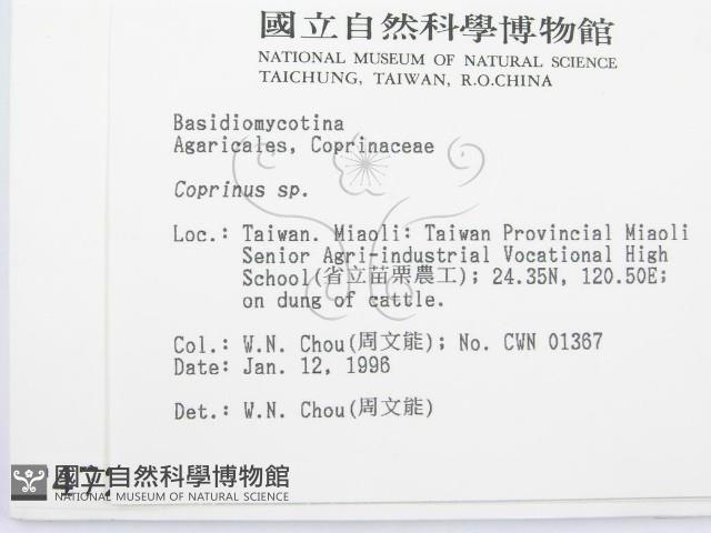 鬼傘屬藏品圖，第2張