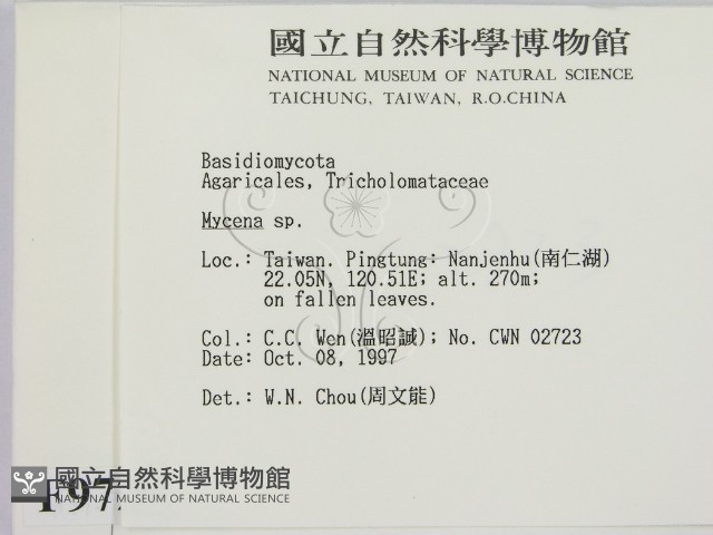 小菇屬藏品圖，第2張