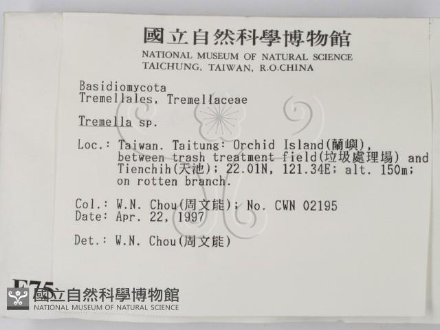 銀耳屬藏品圖，第2張