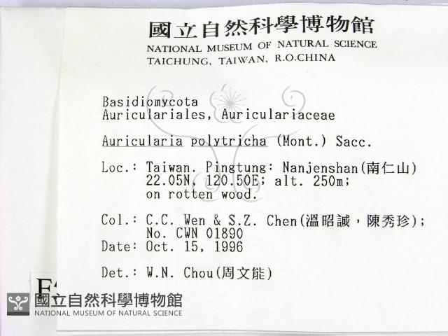 毛木耳藏品圖，第2張