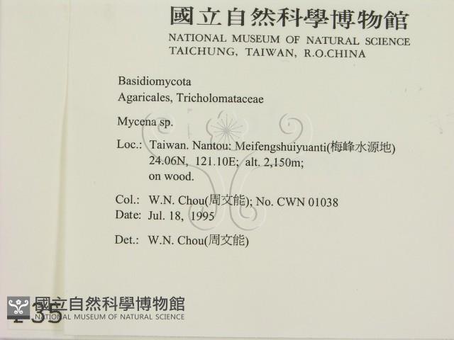 小菇屬藏品圖，第2張