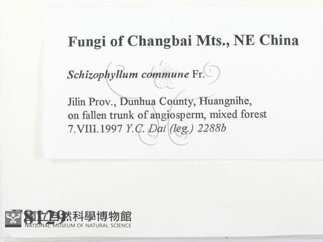 裂褶菌藏品圖，第2張