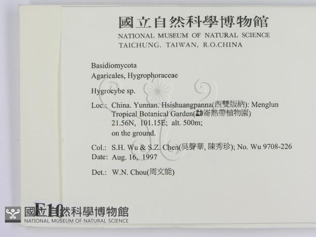 濕傘屬藏品圖，第2張