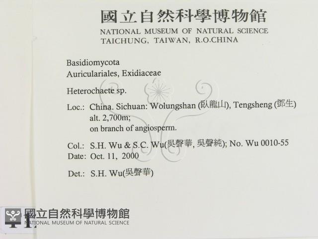 刺皮菌屬藏品圖，第2張