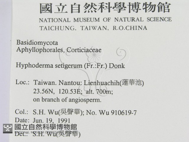 剛毛絲皮菌藏品圖，第2張