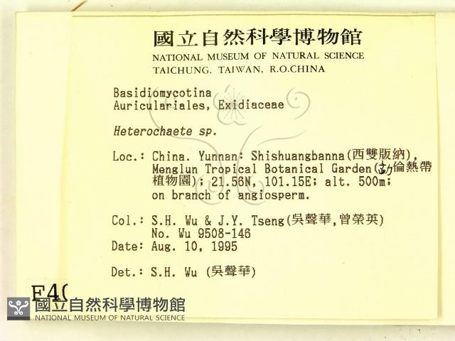 刺皮菌屬藏品圖，第2張