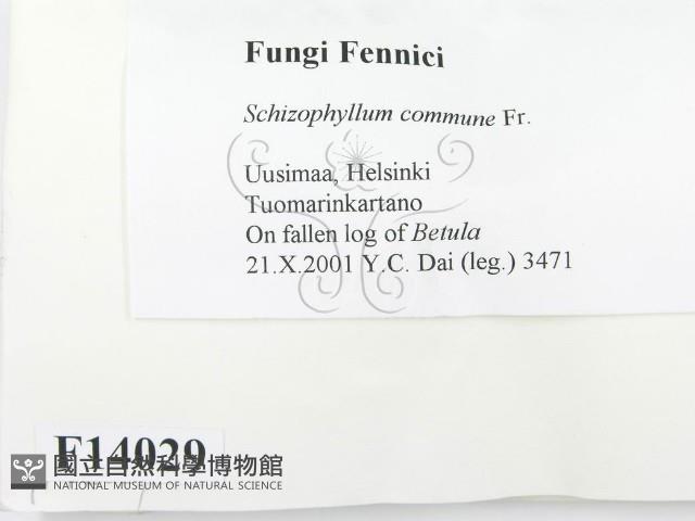 裂褶菌藏品圖，第2張