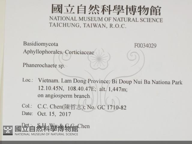 顯絲菌屬藏品圖，第2張
