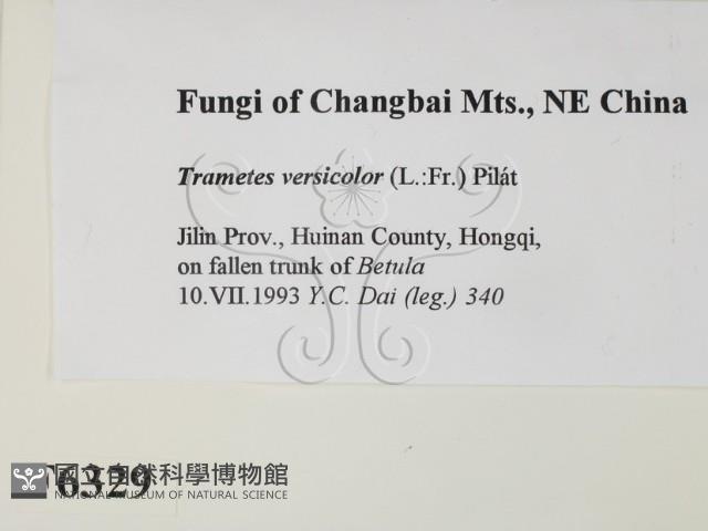 雲芝藏品圖，第2張